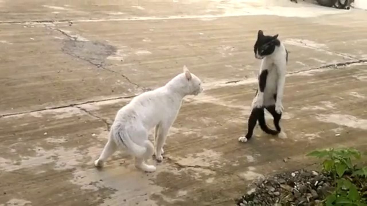 un chat fait du karaté