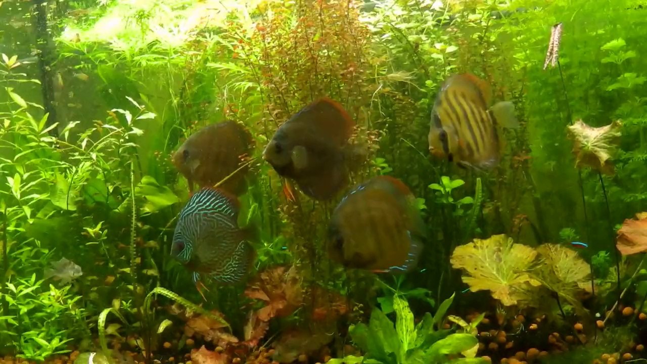 Vidéo discus