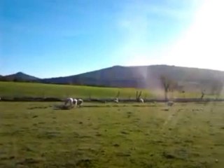 Mis ovejas en el campo por Hugo Diaz Fernandez