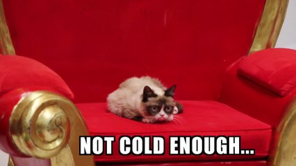 Ice Bucket Challenge de Grumpy the Cat