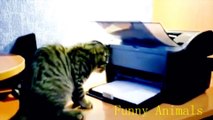 Hilarious CATS : Funny animals compilation