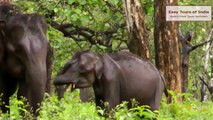 Nagarhole National Park  - Easy Tours of india