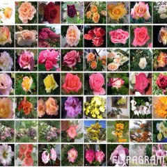 Je plante ça pousse .......dans mon jardin