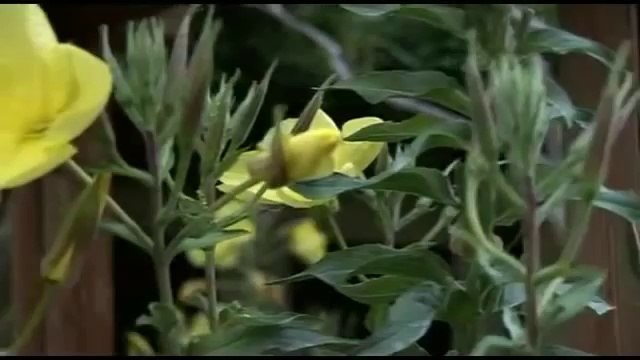 Ezanı Duyunca Açan Çiçek