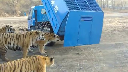 Kaplanların Önüne Canlı Canlı Bırakılan Keçi