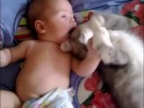 Cute cat loves baby - from funny and cute cats and babies collection