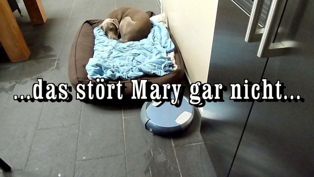 Der Scooba Wischroboter und Mary