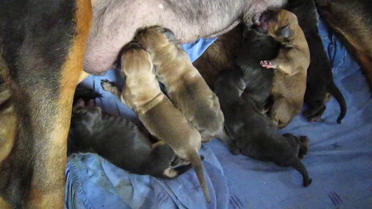 Naissances chiots Les Chiens de Saint-Hubert De la Colline du Bosc