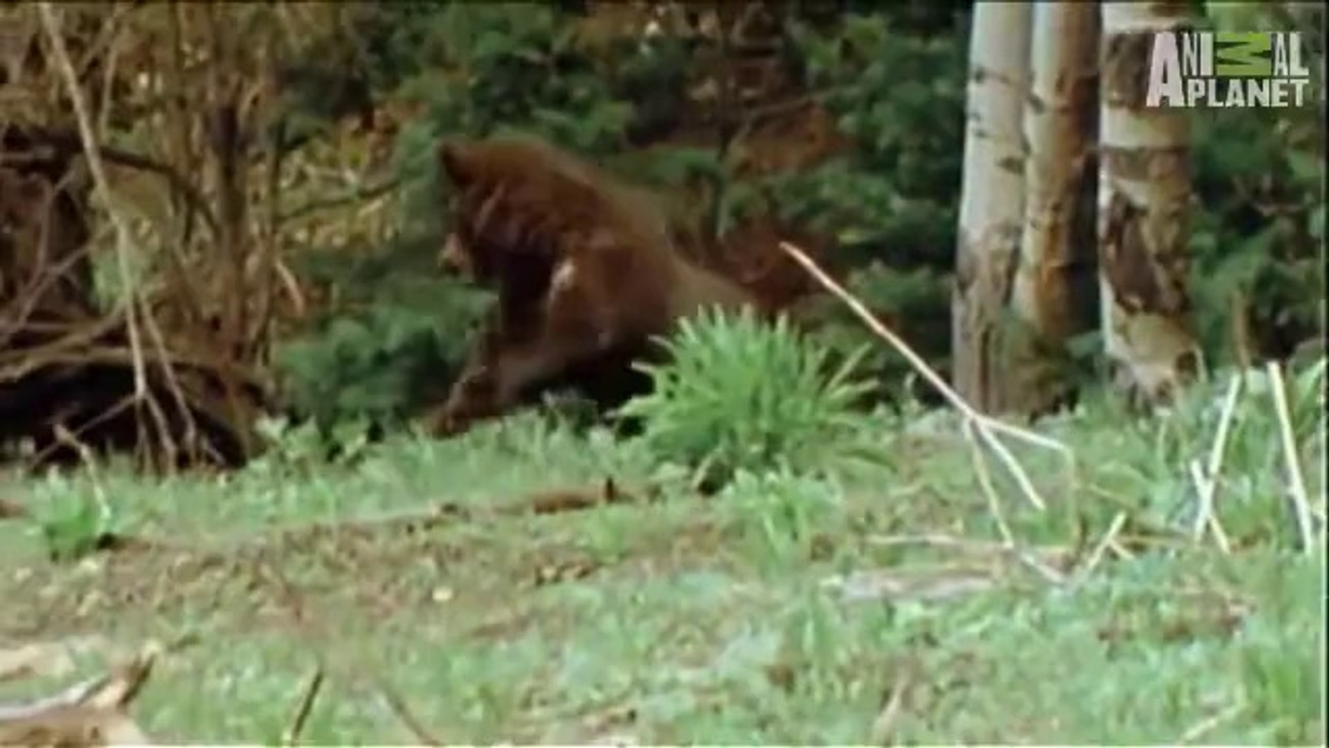 WTF- Baby Bear vs. Mountain Lion - video Dailymotion