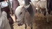 Abdul Salam cattle dairy farm