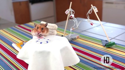 Tiny Hamsters Eating Tiny Burritos - Episode 1