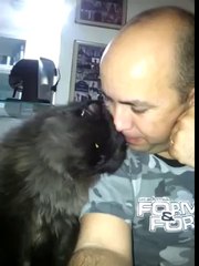 Sevilmek isteyen Kedi