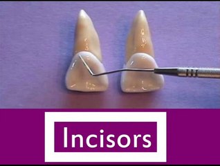 Types of Teeth