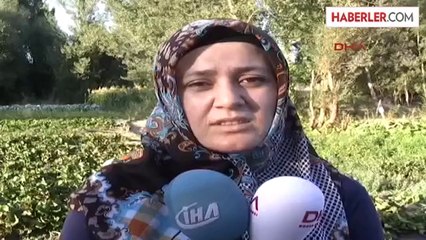 Sorgun'da Organik Çilek Üretimi