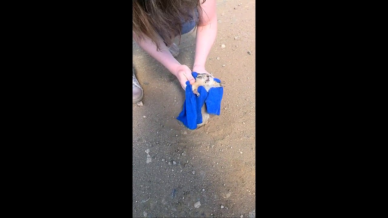 Passersby Help Chubby Prairie Dog Stuck In Hole