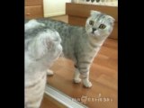 Un chat impressionné par son reflet!
