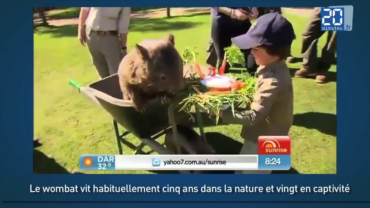 Patrick le doyen des wombats