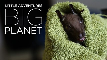 Sad end for a bat with broken wing