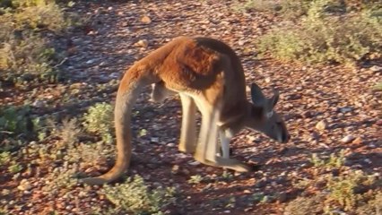 Le kangourou à 5 pattes