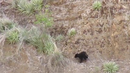 Arı Kovanların Davetsiz Misafirleri