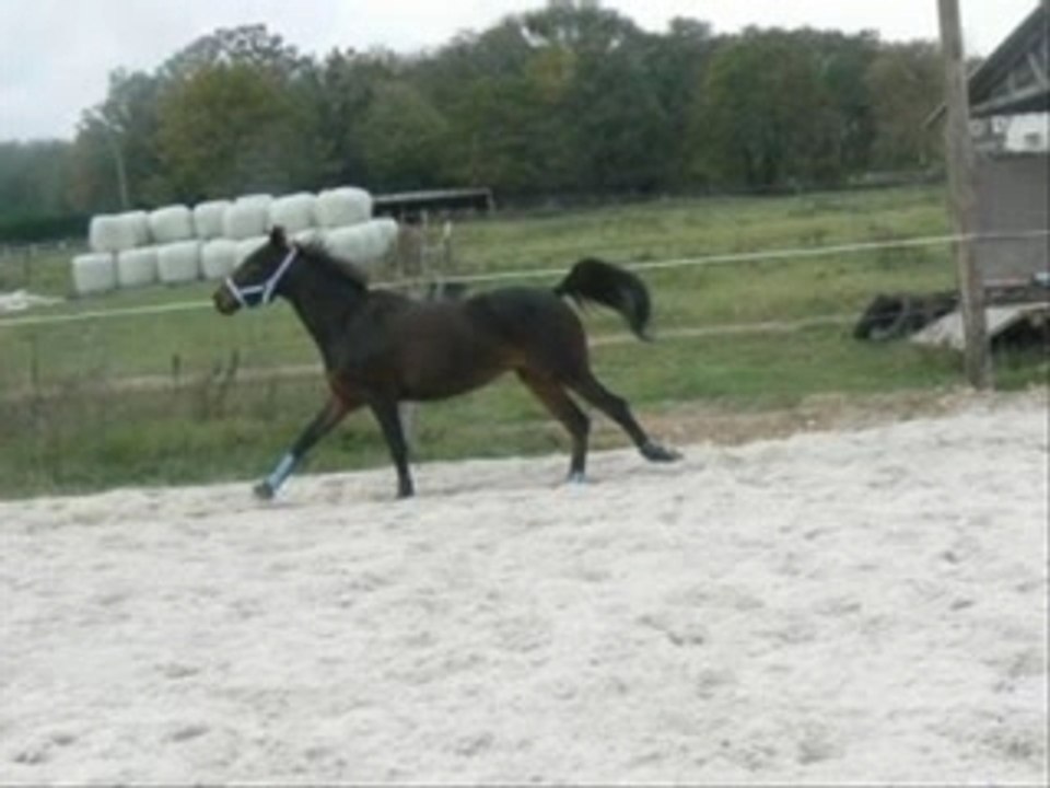 Bo gossseee