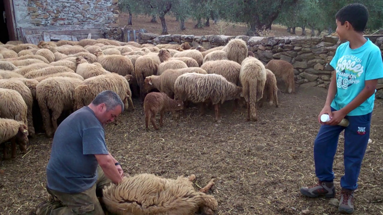 Luis sortie des moutons