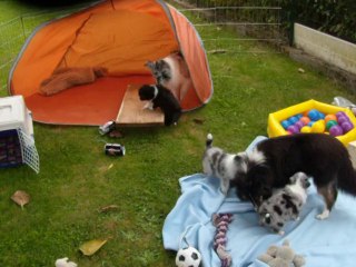 les chiots ont 5 semaines