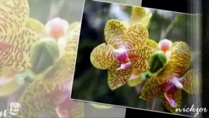 Funda Arar - Sensizlik