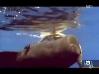 Animals Attacking on Humans .. Real Footage