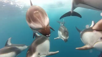 GoPro - Swimming with Dolphins - Santa Cruz, CA