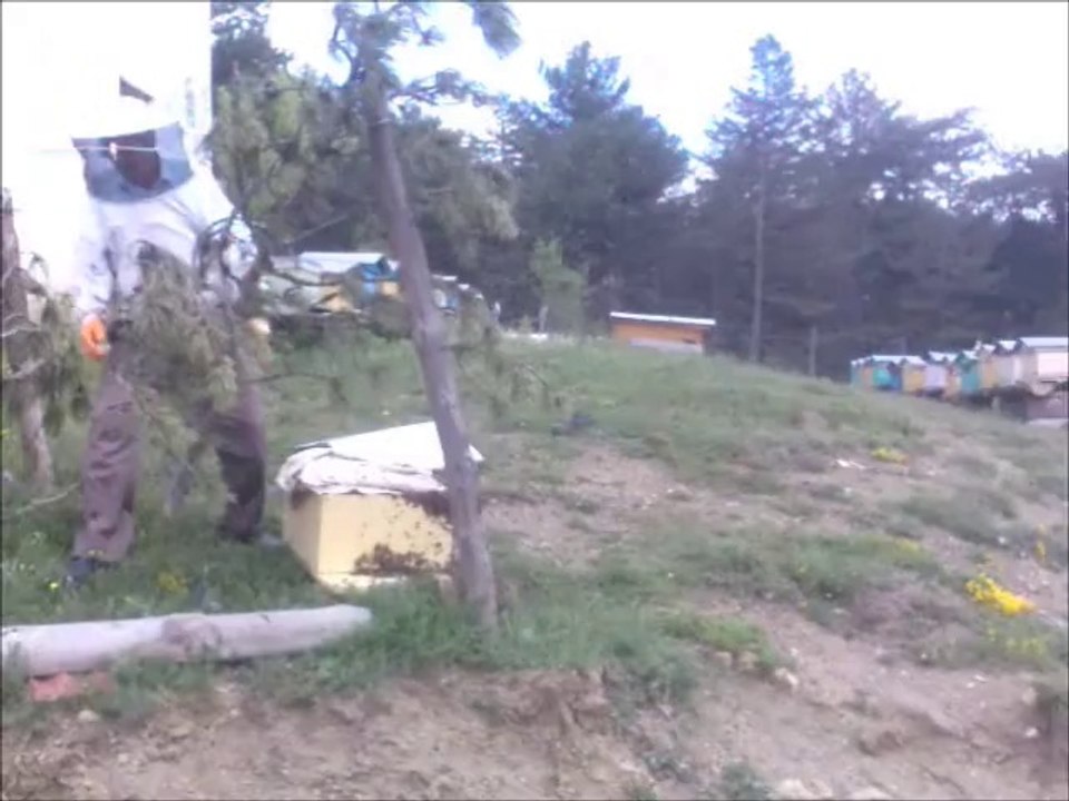 Oğul Alma Operasyonu