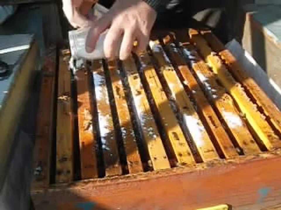 pudra şekeri ile varova mücadelesi