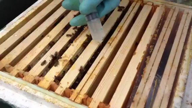 Sivi Oxsal asit veriyor