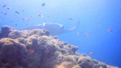 Manta Safari Snorkeling Trip - MALDIVES, Coral Reef View Inn