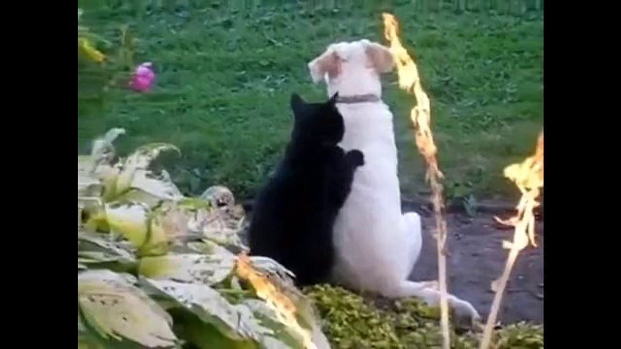Köpeğe masaj yapan kedi