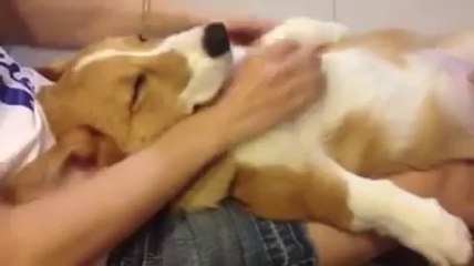 Köpeğin Keyfine Bak