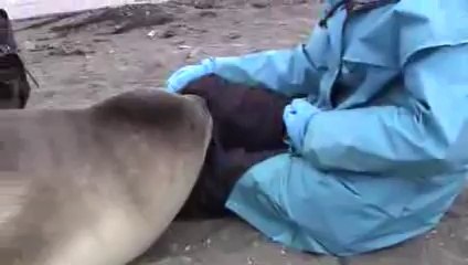 Amazing Encounter with an Adorable Elephant Seal Pup