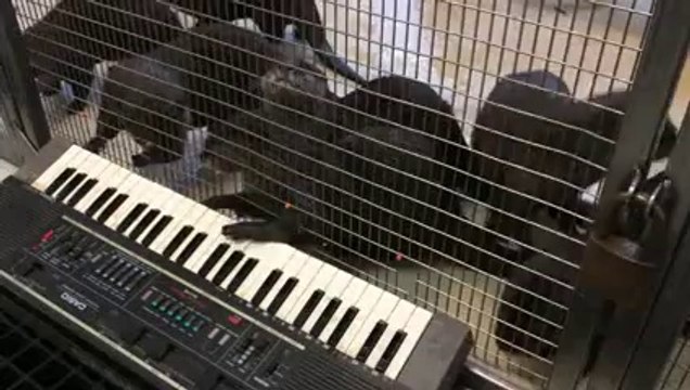 Asian Small-Clawed Otters Celebrate Enrichment at the Smithsonian's National Zoo