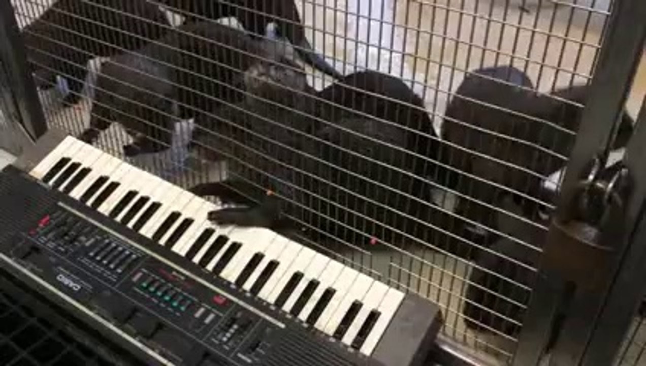 Asian Small-Clawed Otters Celebrate Enrichment at the Smithsonian's National Zoo