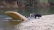 brave dog save his two furry friends