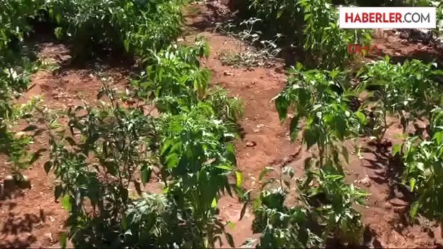 Otel Değil Sanki Müze