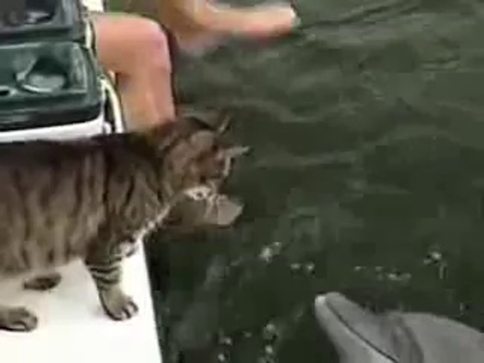 Cat and Dolphin Playing Together