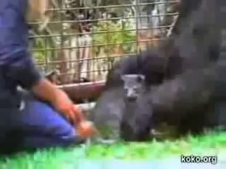 Koko, le gorille qui parle, pleure son petit chat disparu