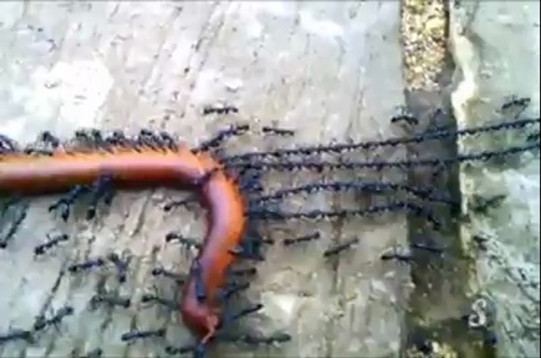 Fourmis tractent un mille-pattes