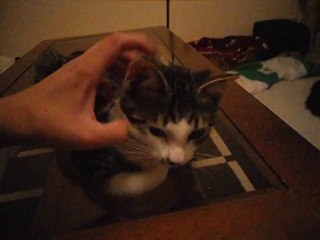 Vixy et les caresses