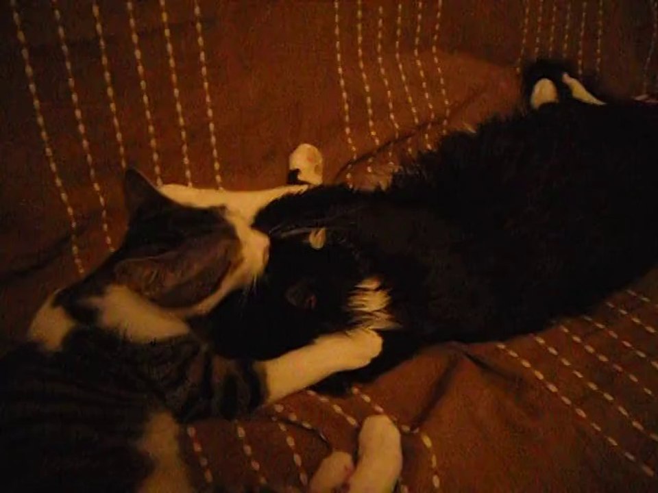 Vixy fait des câlins à Tichou