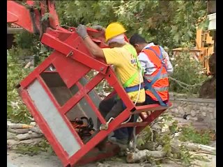 Σάπια τα πλατάνια στις Κομποτάδες. Άρχισαν να τα κλαδεύουν