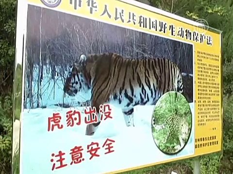 В Китае сняли редкие кадры маньчжурских тигров