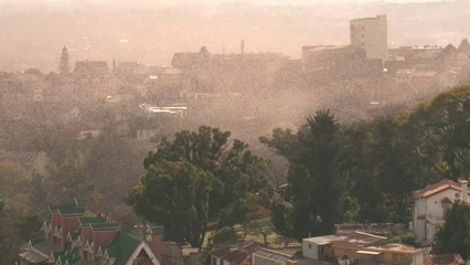 Un nuage de crickets envahit la capitale de Madagascar