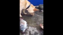 Un chien tente de réanimer des poissons morts